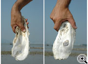 Oyster-shell